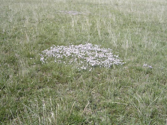  2006:09:09 02:53:36   Haergai Ridge area - Flowers - photo 2.jpg